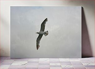 Πίνακας, Soaring Seagull Γλάρος στα ύψη