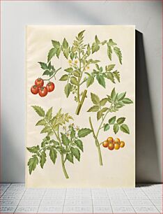 Πίνακας, Solanum lycopersicum (common tomato) by Maria Sibylla Merian