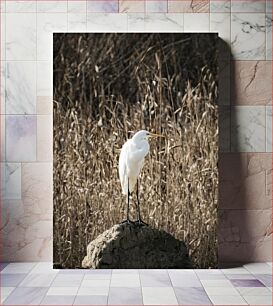 Πίνακας, Solitary Egret in the Wild Μοναχικός τσικνιάς στην άγρια ​​φύση