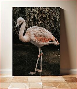 Πίνακας, Solitary Flamingo Μοναχικό Φλαμίνγκο