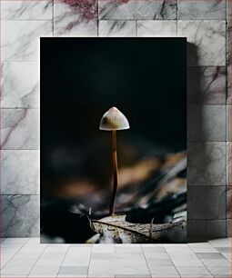 Πίνακας, Solitary Mushroom in the Dark Μοναχικό μανιτάρι στο σκοτάδι