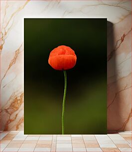 Πίνακας, Solitary Red Flower Μοναχικό κόκκινο λουλούδι