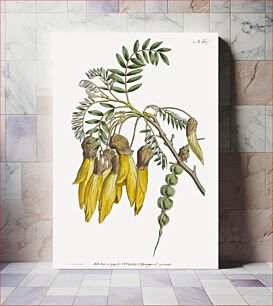 Πίνακας, Sophora tetraptera (1791) by the famous Sydenham Edwards