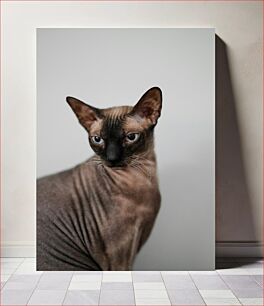 Πίνακας, Sphynx Cat Portrait Πορτρέτο γάτας Sphynx