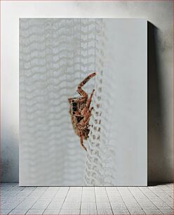 Πίνακας, Spider on a White Mesh Αράχνη σε λευκό πλέγμα