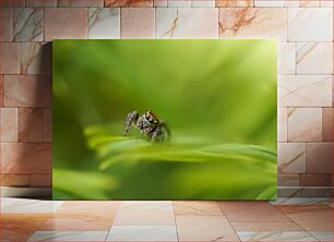 Πίνακας, Spider on Leaf Αράχνη σε φύλλο