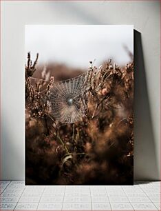 Πίνακας, Spider Web in the Wild Ιστός αράχνης στην άγρια ​​φύση