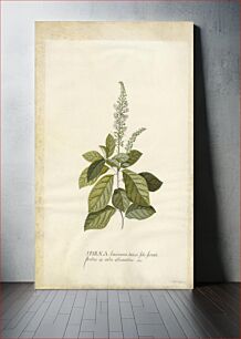 Πίνακας, Spiraea; Georg Dionysius Ehret (German, 1708 - 1770)