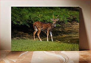 Πίνακας, Spotted Deer in Natural Habitat στίγματα ελάφια σε φυσικό βιότοπο