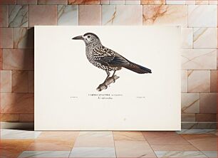 Πίνακας, Spotted nutcracker, 1829, Magnus Von Wright