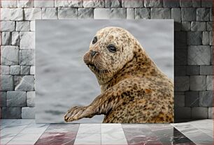 Πίνακας, Spotted Seal in the Ocean Σημειωμένη φώκια στον ωκεανό