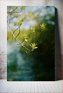 Πίνακας, Spring Buds Ανοιξιάτικα Μπουμπούκια