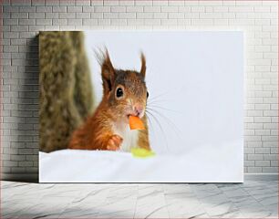 Πίνακας, Squirrel Eating a Snack Σκίουρος που τρώει ένα σνακ