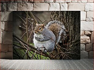 Πίνακας, Squirrel in the Branches Σκίουρος στα κλαδιά