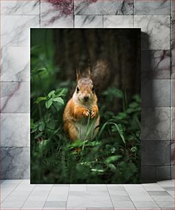 Πίνακας, Squirrel in the Forest Σκίουρος στο Δάσος