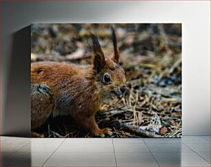 Πίνακας, Squirrel in the Forest Σκίουρος στο Δάσος