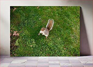 Πίνακας, Squirrel in the Grass Σκίουρος στο γρασίδι