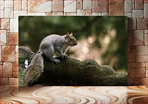 Πίνακας, Squirrel on a Tree Σκίουρος σε ένα δέντρο