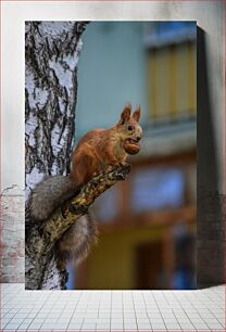 Πίνακας, Squirrel on a Tree Σκίουρος σε ένα δέντρο