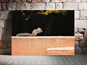 Πίνακας, Squirrel on a Wall Σκίουρος σε τοίχο