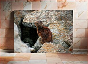 Πίνακας, Squirrel on Rocky Terrain Σκίουρος στο βραχώδες έδαφος