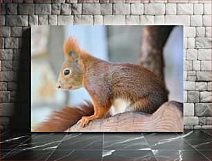 Πίνακας, Squirrel on Tree Σκίουρος στο δέντρο