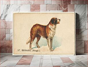 Πίνακας, St. Bernard (Rough), from the Dogs of the World series for Old Judge Cigarettes