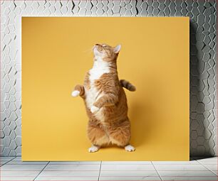 Πίνακας, Standing Cat on Yellow Background Μόνιμη γάτα σε κίτρινο φόντο