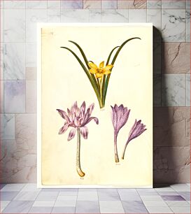 Πίνακας, Sternbergia lutea (common sternbergia);Colchicum autumnale (autumn-timeless);Colchicum variegatum (spotted timeless) by Maria Sibylla Merian