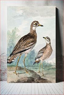 Πίνακας, Stone-curlew (1777) by Aert Schouman