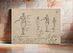 Πίνακας, Studies of Anatomy, Measurements and Writing