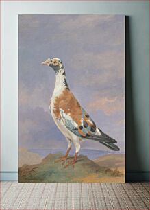 Πίνακας, Studies of carrier pigeon