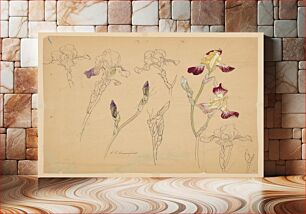 Πίνακας, Studies of Irises by Sophia L. Crownfield