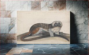 Πίνακας, Study for "The Pinche or Red Tailed Monkey" (formerly the Cottenhead Marmoset)