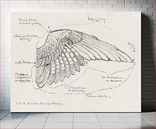 Πίνακας, Study of a Wing (1895) by Francis Augustus Lathrop