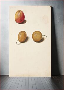 Πίνακας, Study of apple and plums by Johanna Fosie