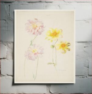 Πίνακας, Study of Dahlias by Sophia L. Crownfield