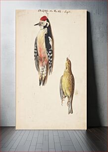 Πίνακας, Study of dead woodpecker and yellow sparrow, suspended by Johanna Fosie