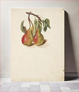 Πίνακας, Study of pears by Johanna Fosie