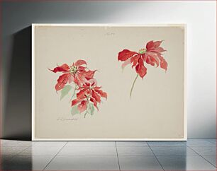 Πίνακας, Study of Red Poinsettias, Sophia L. Crownfield