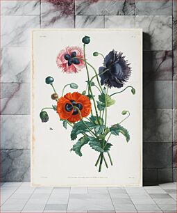 Πίνακας, Study of Three Types of Poppies (1805) by Louis Charles Ruotte