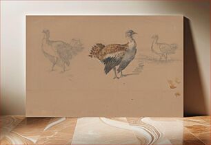 Πίνακας, Study of turkeys by Friedrich Carl von Scheidlin