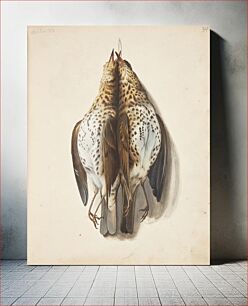 Πίνακας, Study of two dead song thrushes? by Johanna Fosie