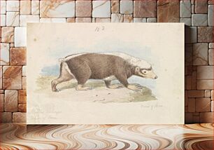 Πίνακας, Sunda Stink Badger by Charles Hamilton Smith