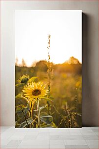 Πίνακας, Sunflower in Sunlit Field Ηλίανθος στο ηλιόλουστο χωράφι