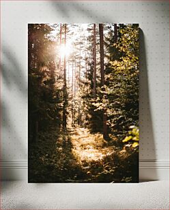 Πίνακας, Sunlit Forest Path Ηλιόλουστο Δασικό Μονοπάτι