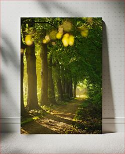 Πίνακας, Sunlit Forest Path Ηλιόλουστο Δασικό Μονοπάτι