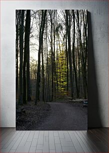 Πίνακας, Sunlit Forest Path Ηλιόλουστο Δασικό Μονοπάτι