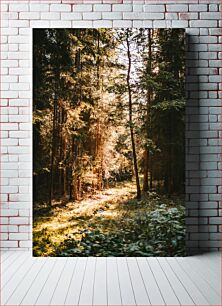 Πίνακας, Sunlit Forest Path Ηλιόλουστο Δασικό Μονοπάτι