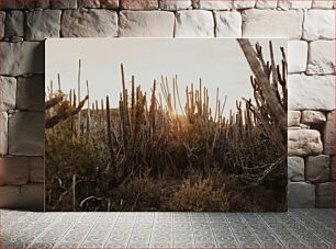 Πίνακας, Sunset Over Cactus Field Ηλιοβασίλεμα πάνω από το πεδίο κάκτων